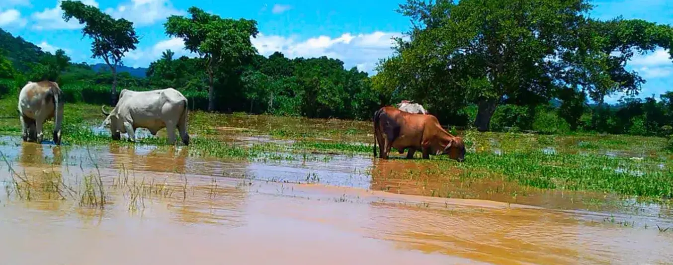Ganaderos de Córdoba piden acciones inmediatas