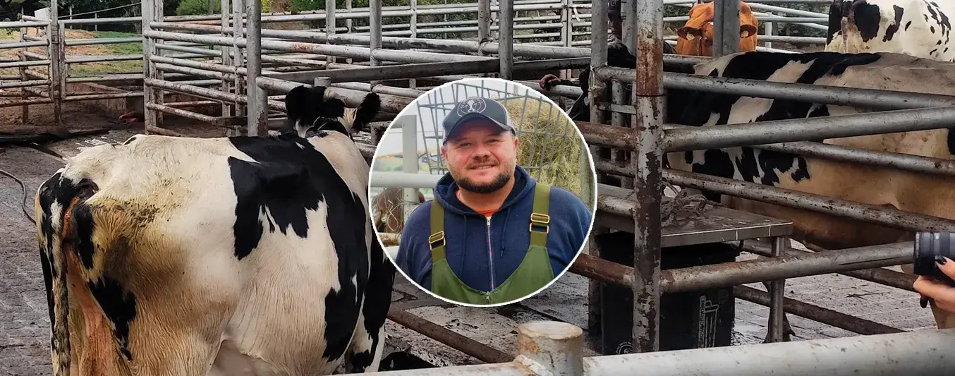 ¿Por qué vale la pena clasificar las vacas lecheras?