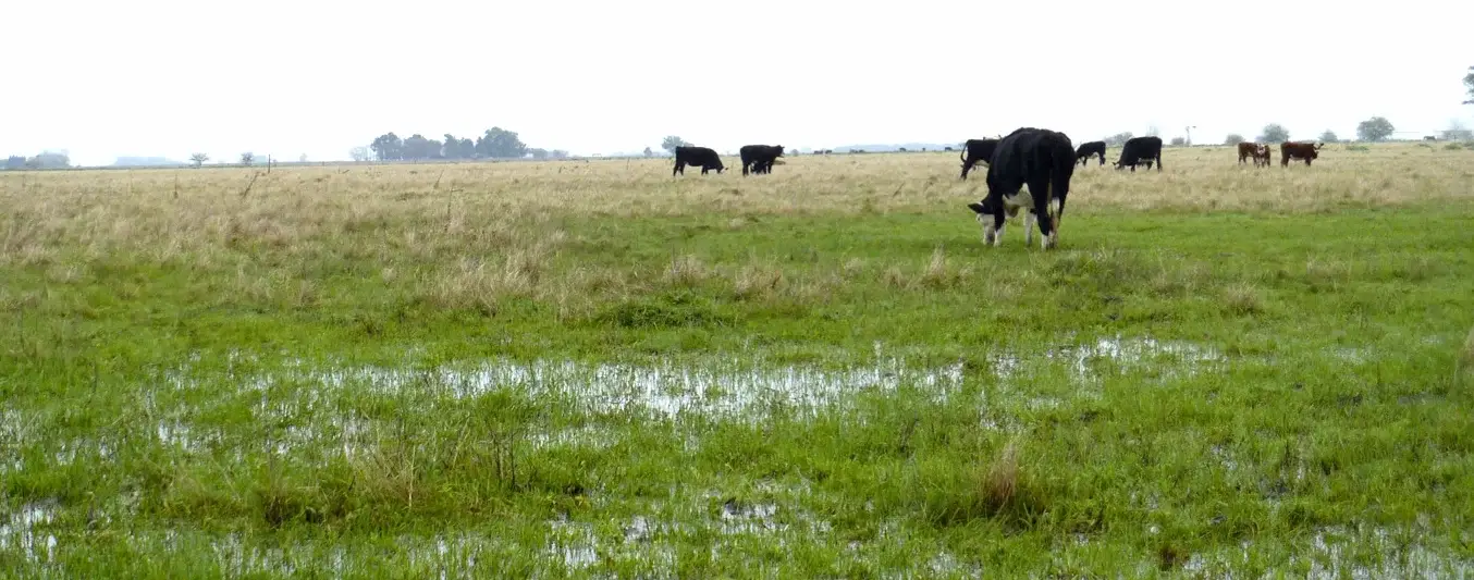 Manejo-potreros-inicio-lluvias