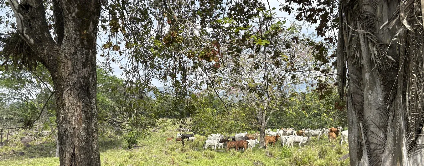 Finca San Pablo de Sardinata ha capturado más de mil toneladas de carbono