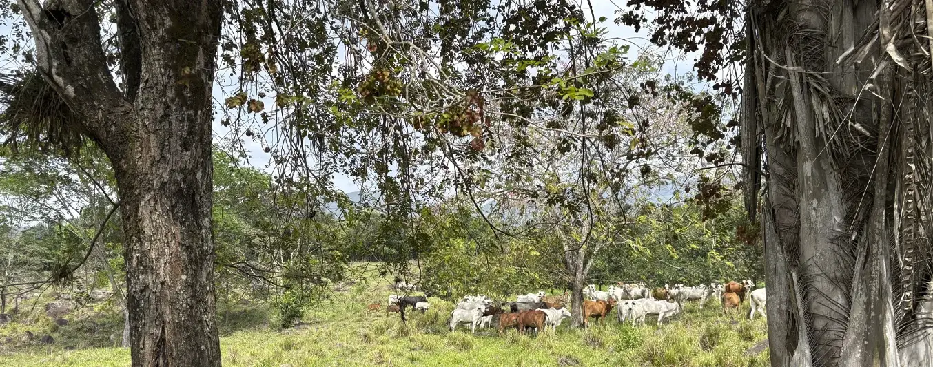 Finca San Pablo de Sardinata ha capturado más de mil toneladas de carbono
