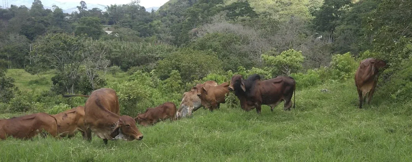 Ganaderos del Cauca devolverán 400 hectáreas al medio ambiente