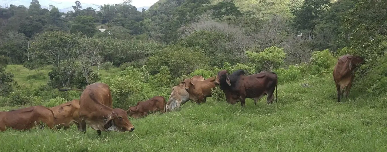 Ganaderos del Cauca devolverán 400 hectáreas al medio ambiente