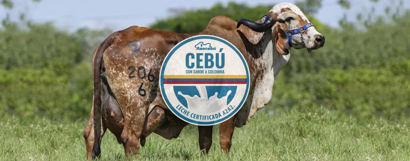 Ganadería de Caquetá logra mutar a la producción de leche con Beta Caseina A2 A2