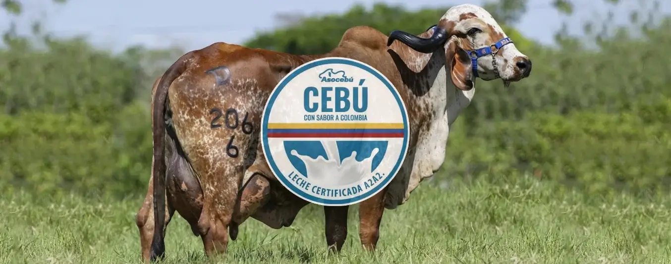 Ganadería de Caquetá logra mutar a la producción de leche con Beta Caseina A2 A2