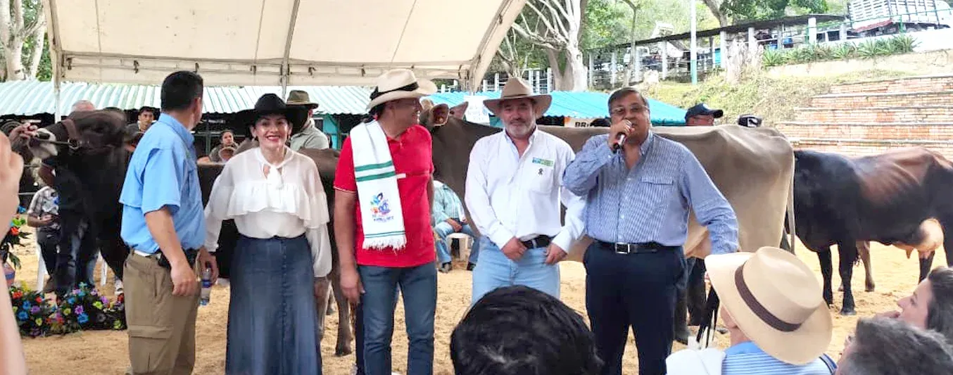 Donan pajillas de pardo suizo en la 55 feria agropecuaria de Arbelaez en Cundinamarca