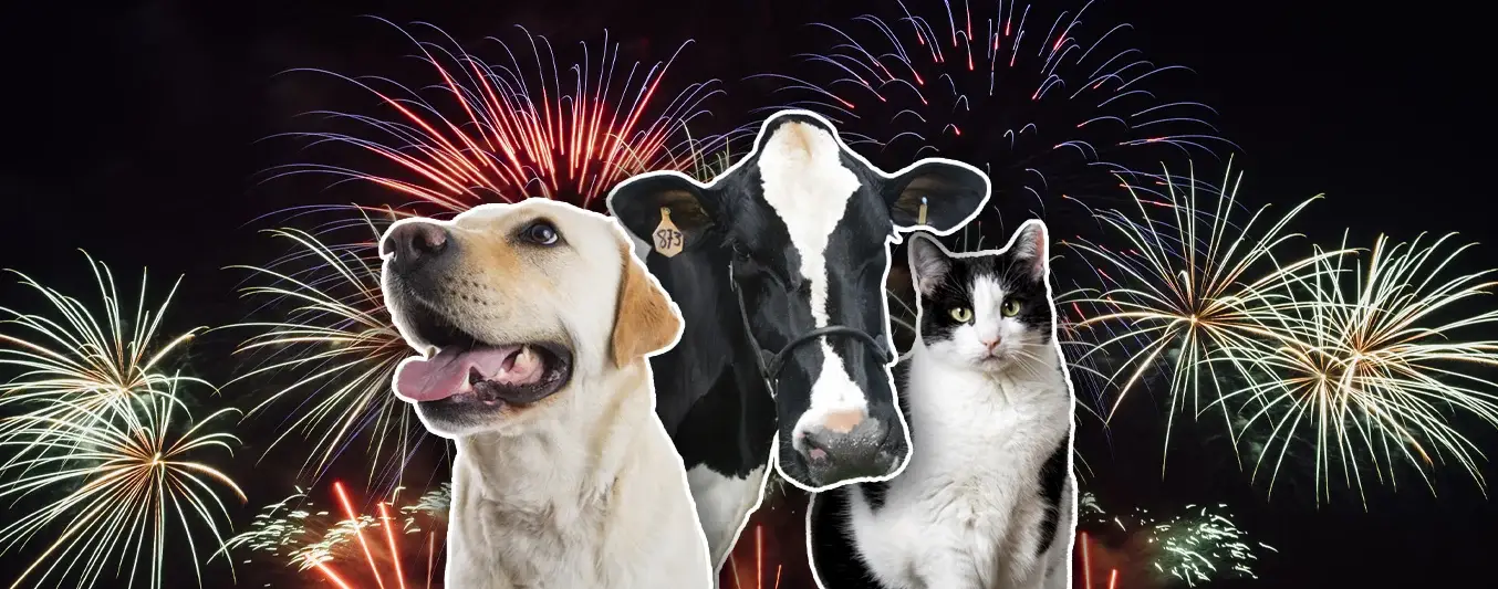 Efecto de la pólvora tanto en animales de campo y domésticos