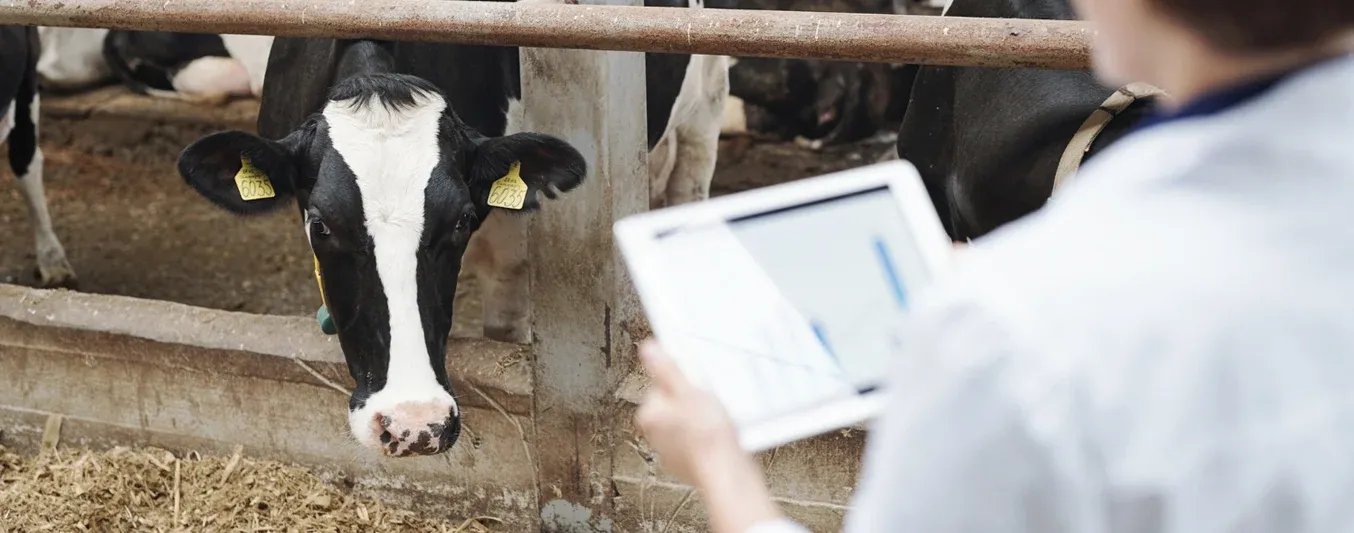 Nueva tecnologías para atender salud de las vacas