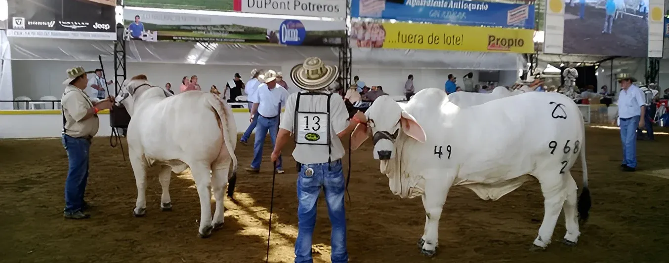 identificar animales idóneos para ferias ganaderas