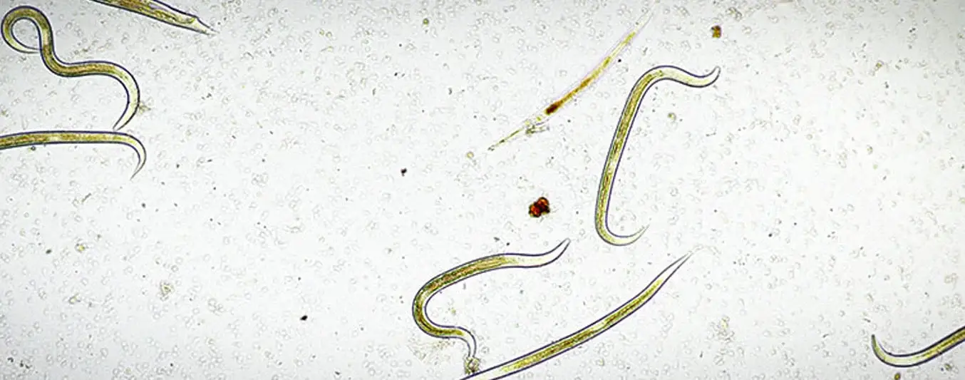 nematodos en el suelo
