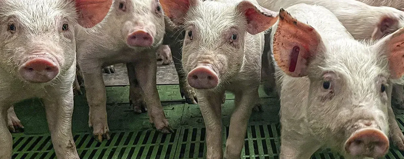 Peste porcina en España