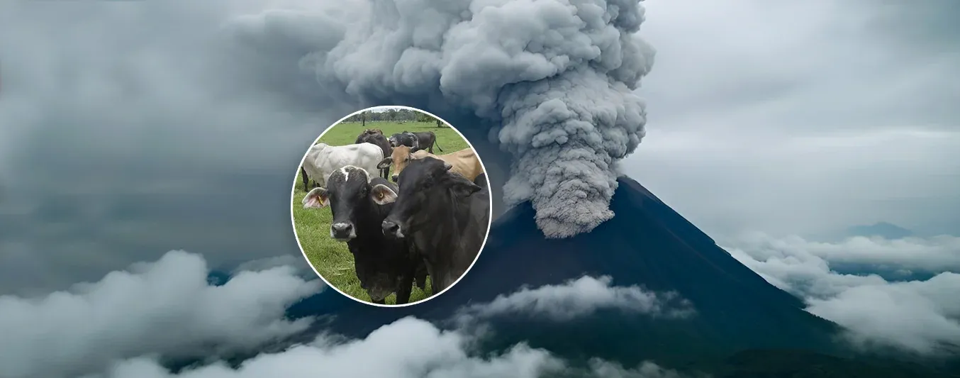 Afectaciones del volcan Puracé en la ganadería