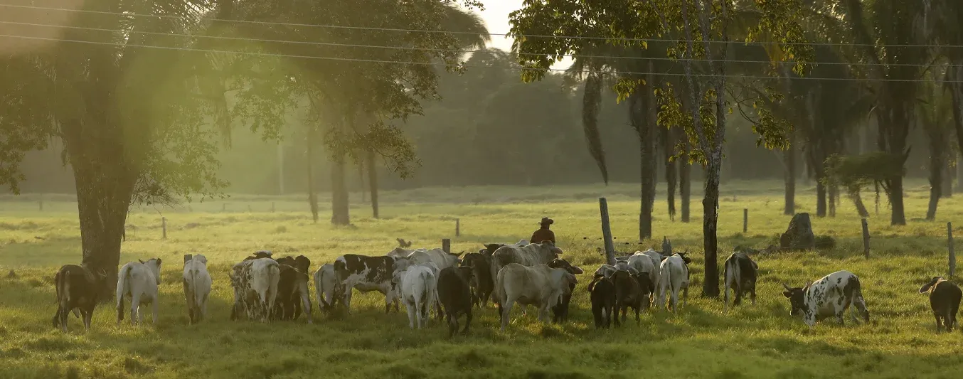 Oferta-predios-ganaderos
