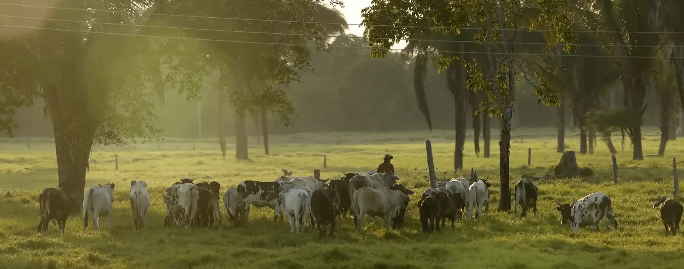 Oferta-predios-ganaderos