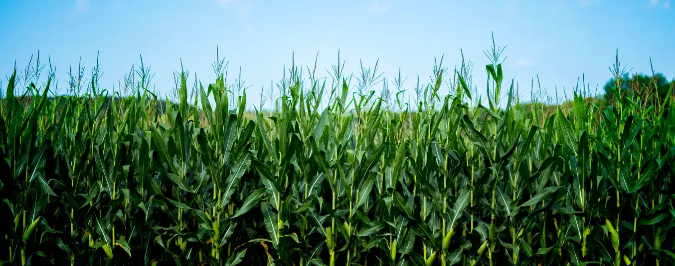Experto dice de qué depende el futuro del cultivo de maíz en el mundo