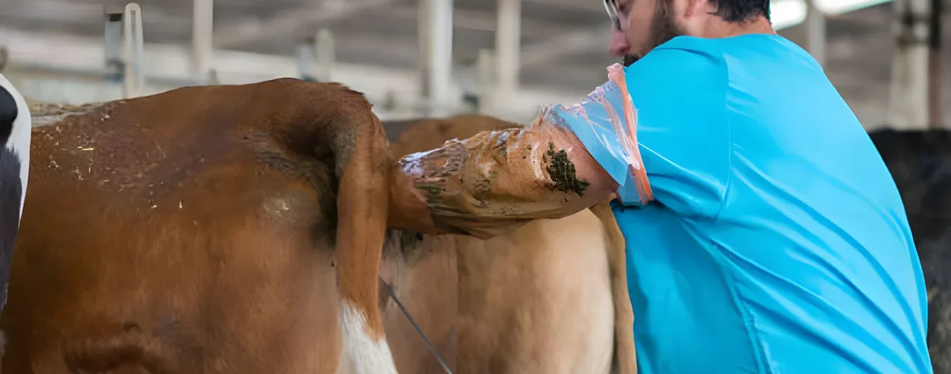 Palpación rectal: recomendaciones y errores