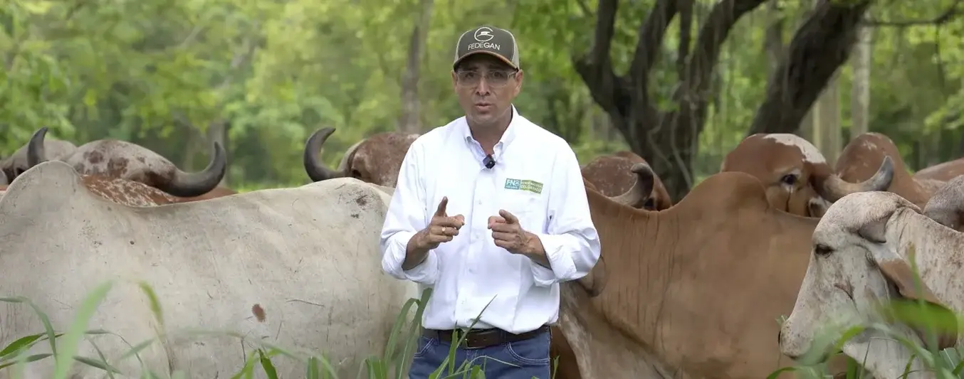 El Consultor Agropecuario - Raza Gyr