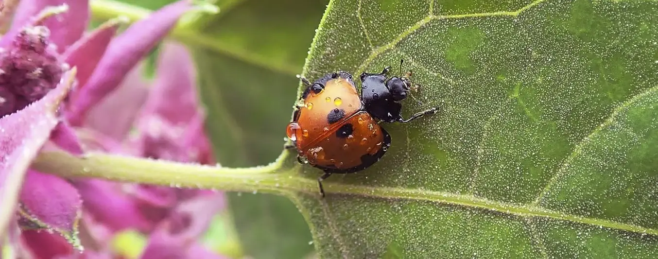 Agrosavia publica estudio sobre la biodiversidad de mariquitas de Colombia