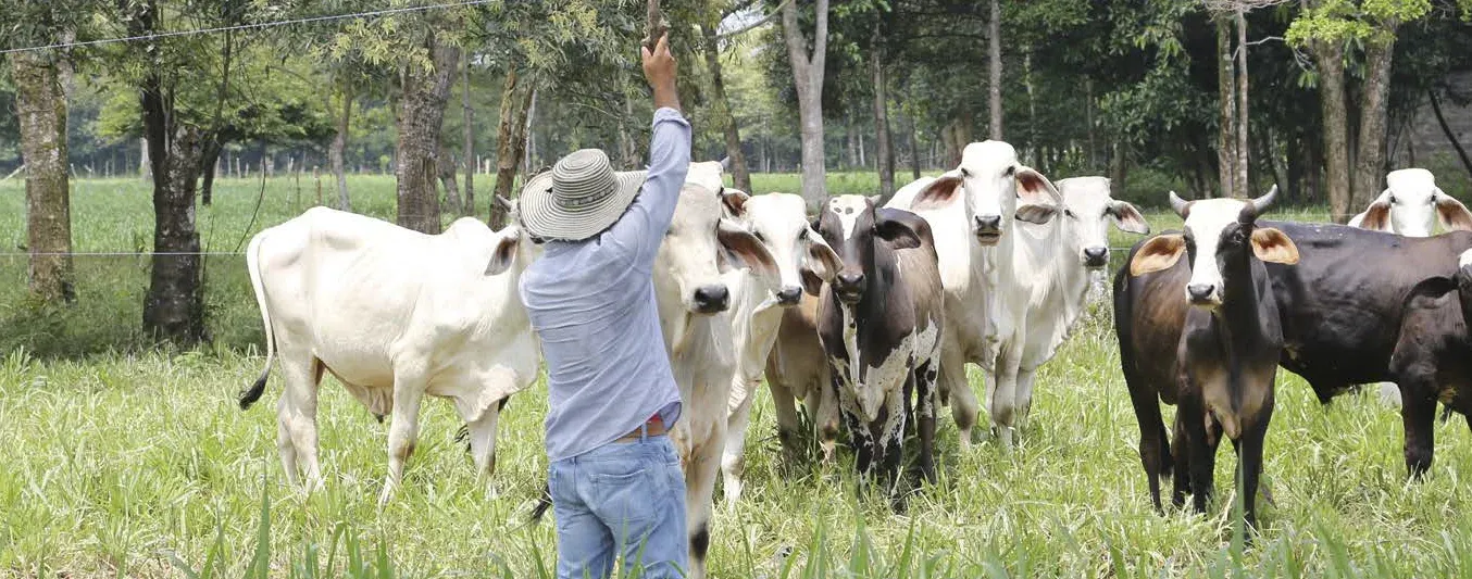 ¿En qué consiste el Plan Padrino Ganadero?