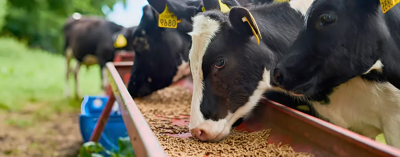 Nanotecnología en la alimentación del ganado