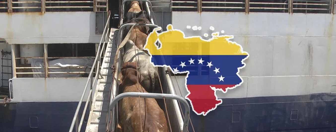 Venezuela importó desde Colombia 4.500 cabezas de ganado