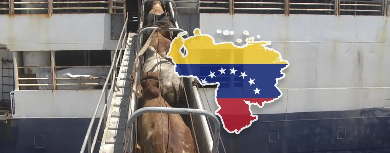 Venezuela importó desde Colombia 4.500 cabezas de ganado