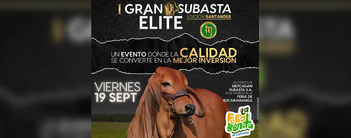 Primera gran Subasta Elite de Santander