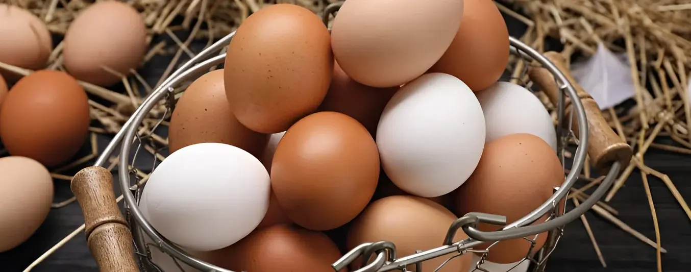 Huevo colombiano entra al mercado de EE. UU.