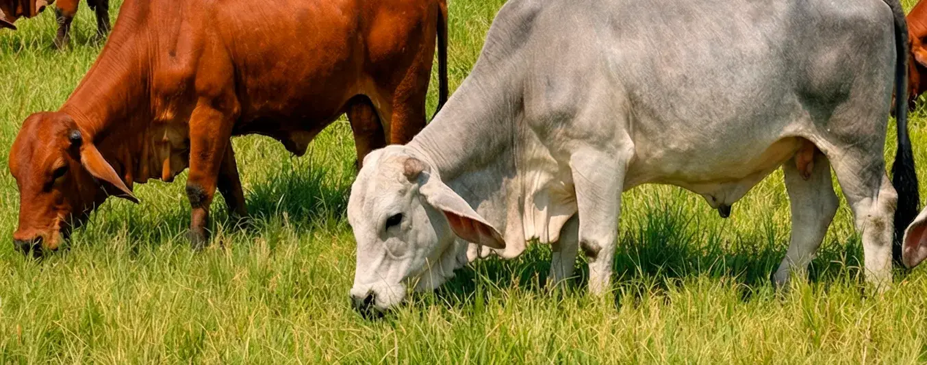OPCA ganado vacuno en febrero