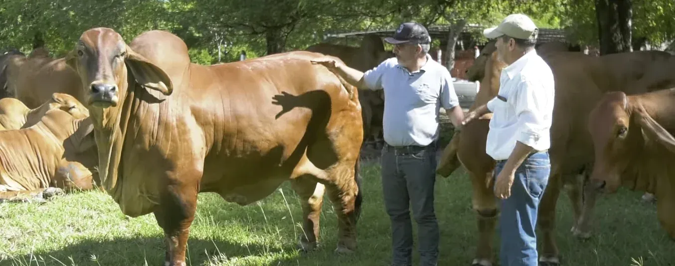 Evaluación lineal del ganado - MPG