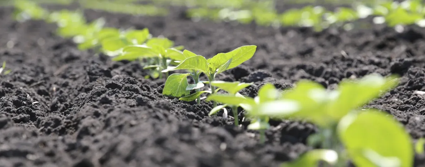 Aspectos antes, durante y después de la siembra de un cultivo
