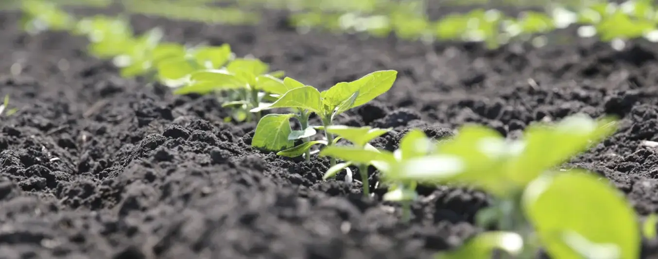 Aspectos antes, durante y después de la siembra de un cultivo