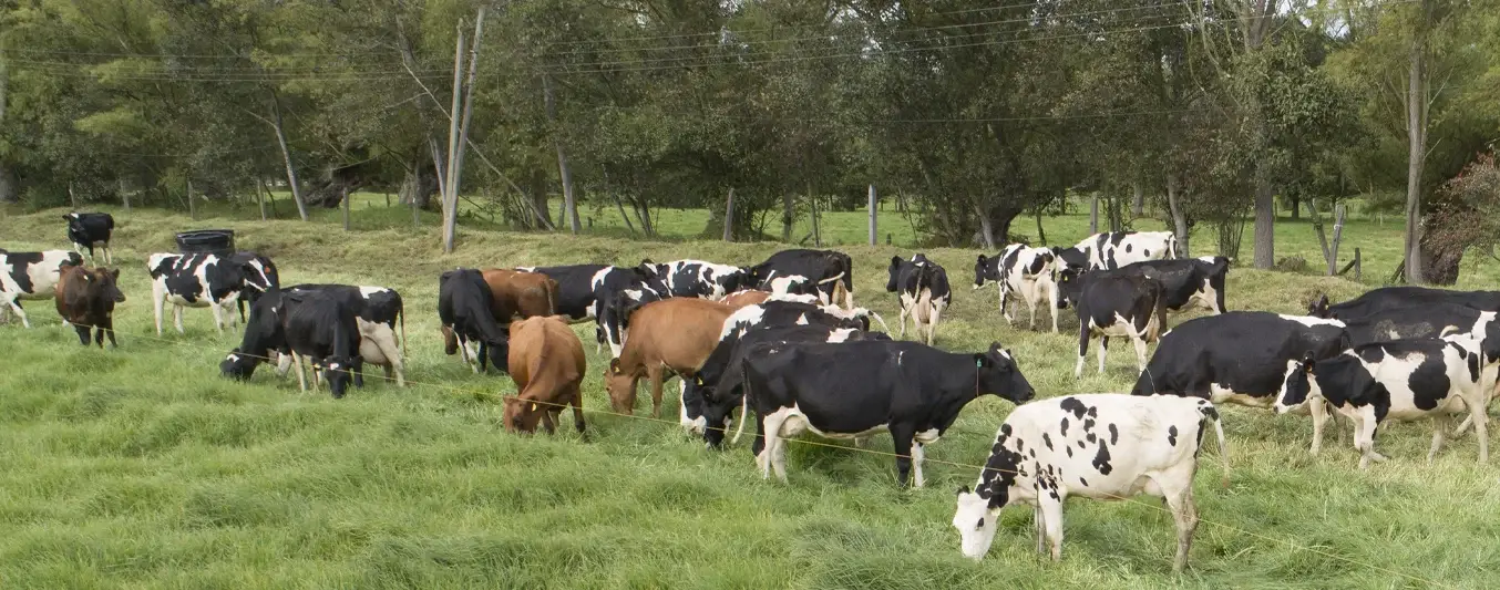 Boyacá y la ganaderia sostenible