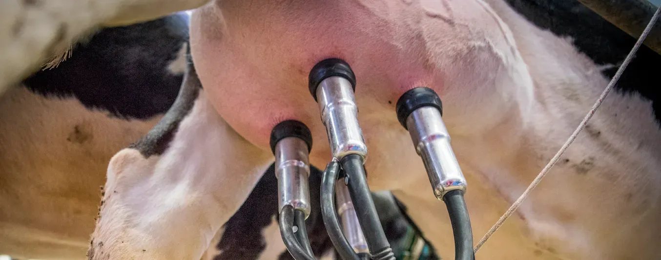 ¿Por qué es importante la velocidad de ordeño?