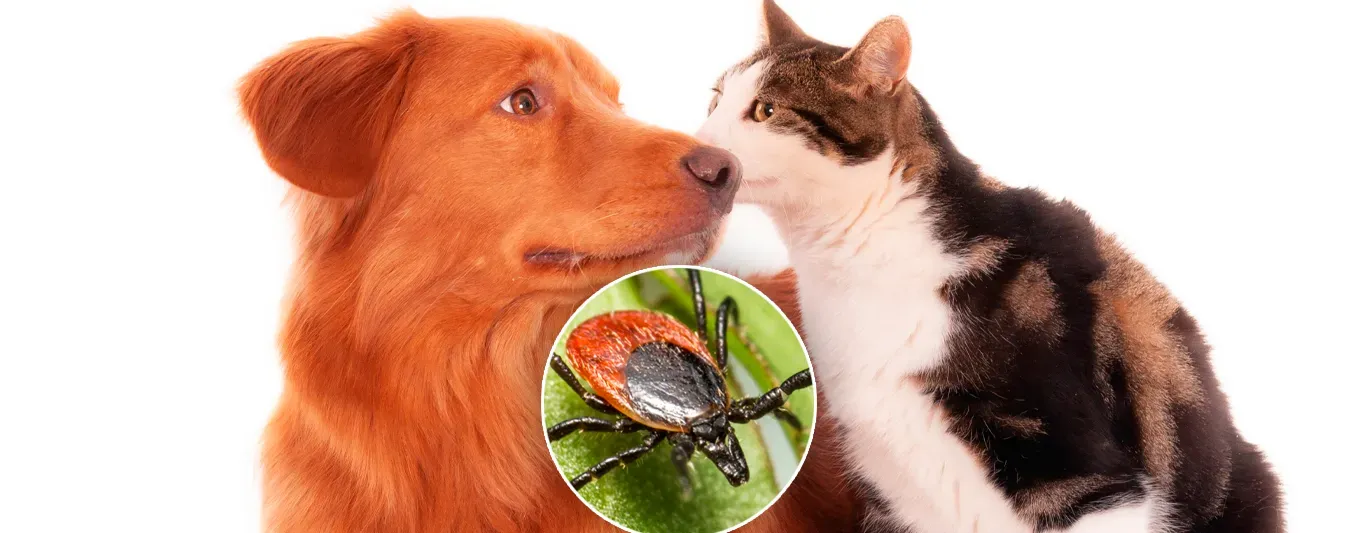 Prevenir garrapatas en mascotas en Semana Santa
