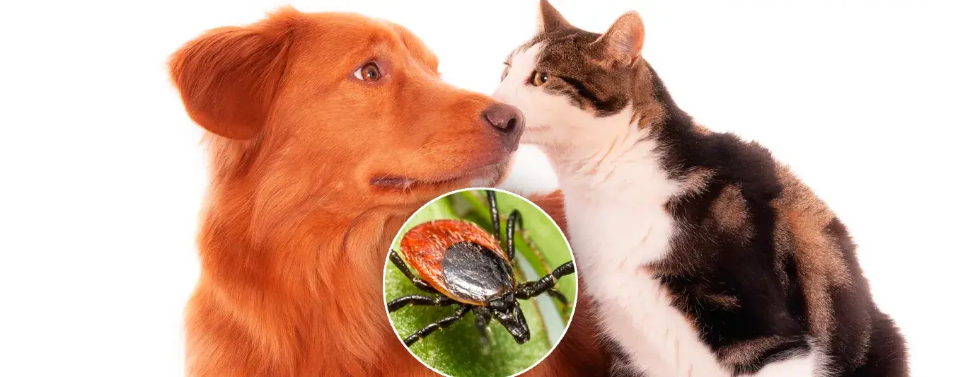 Prevenir garrapatas en mascotas en Semana Santa