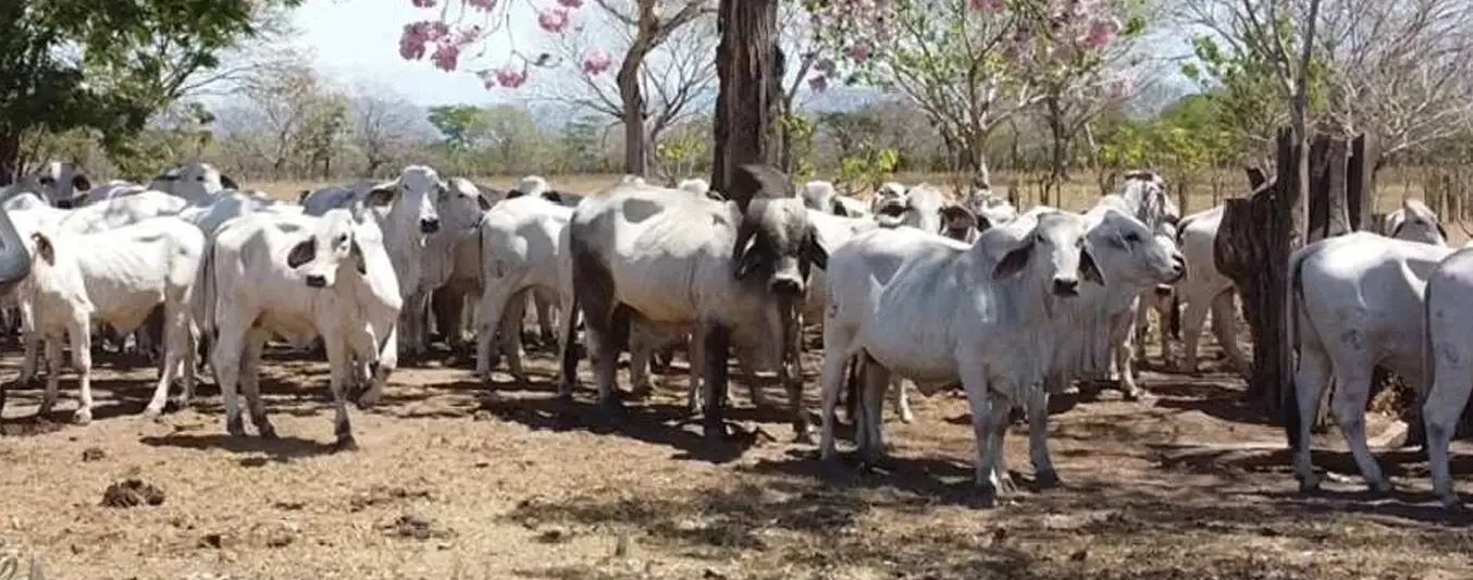 En el sur de La Guajira, los robos de bovinos van en aumento