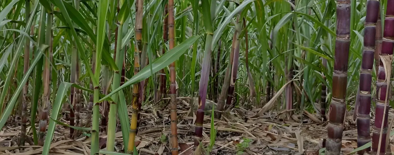 How to fertilize and maintain fertile soil with sugar cane