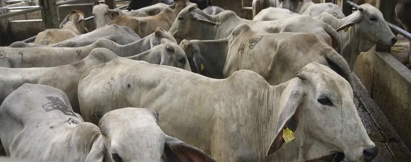 Comercio de carne sin procedencia