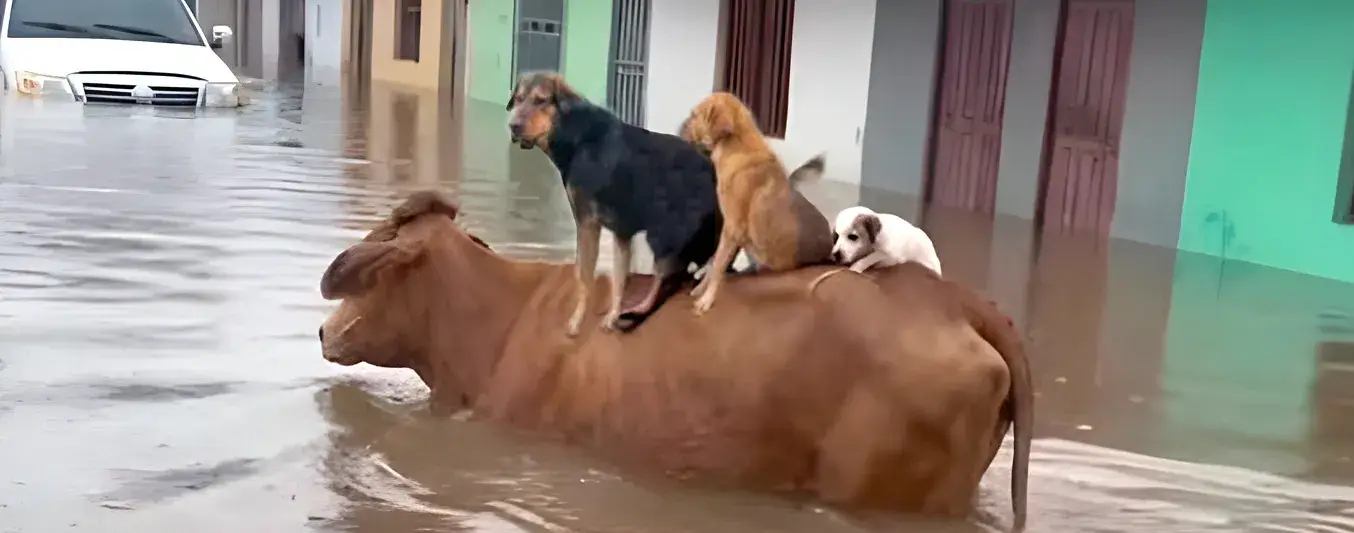 Emotivo rescate: vaca nada con caninos para salvarlos del agua en Córdoba