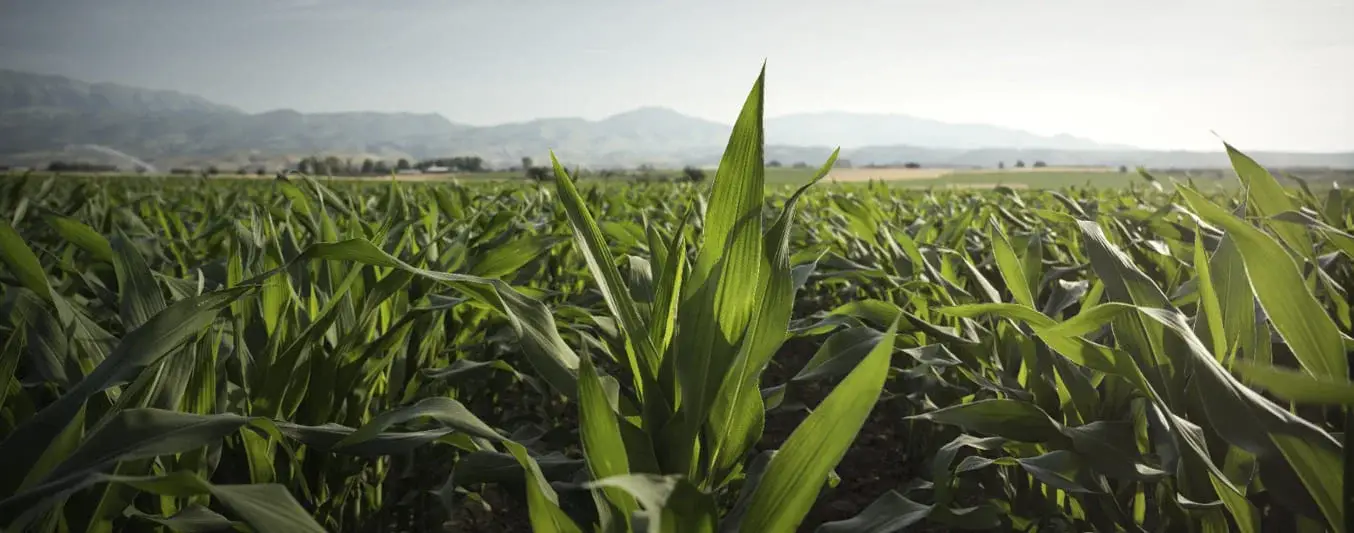 Biostimulant line launched to improve crop fertilization