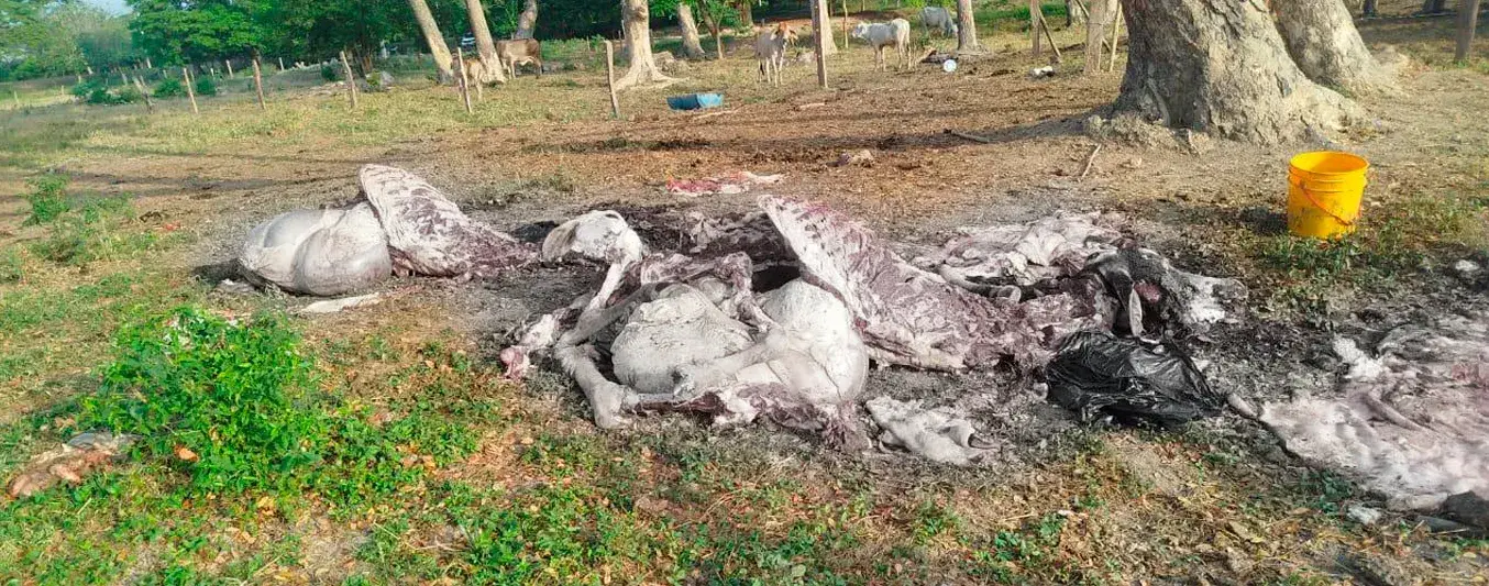 Carneo y abigeato siguen repuntando en la Guajira