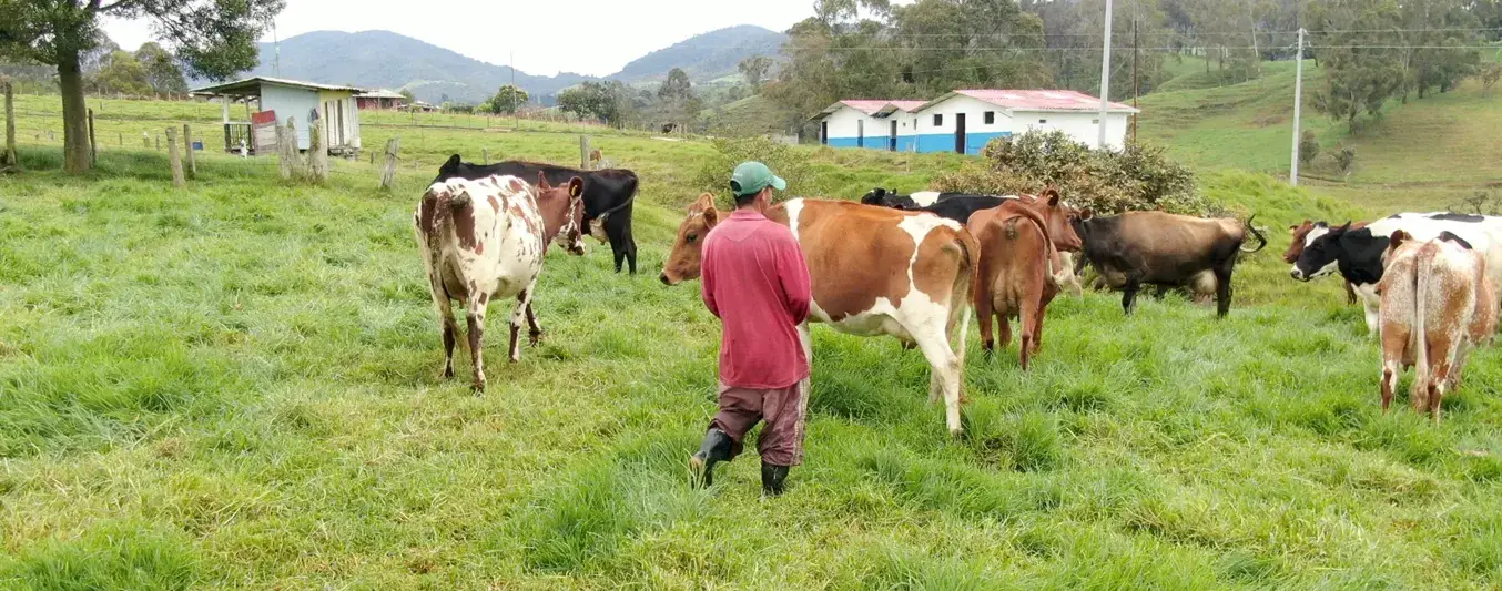 5 obstáculos a los que se enfrenta un ganadero