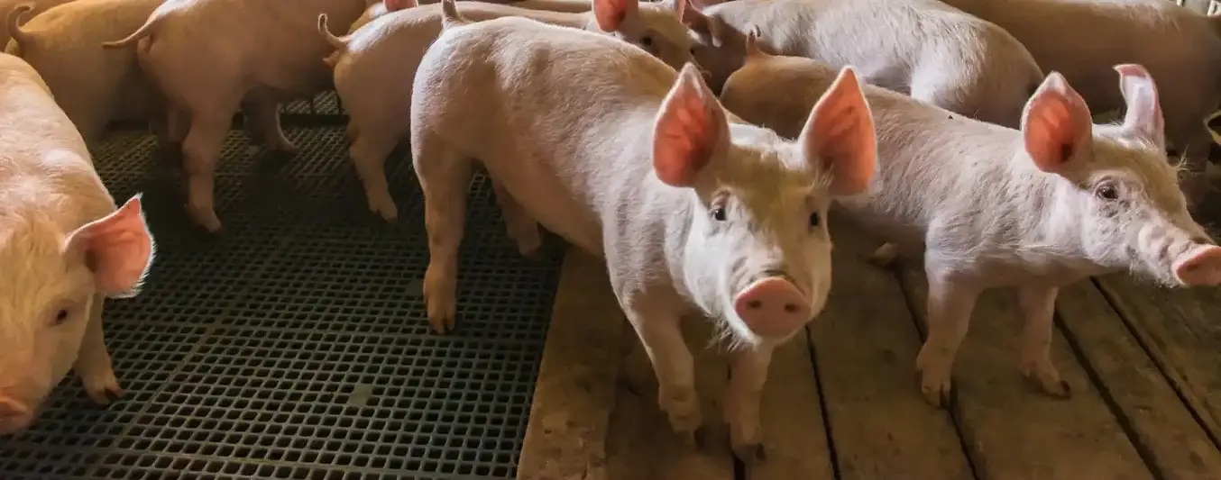 evitar-cerdos-contagio-gripe-aviar