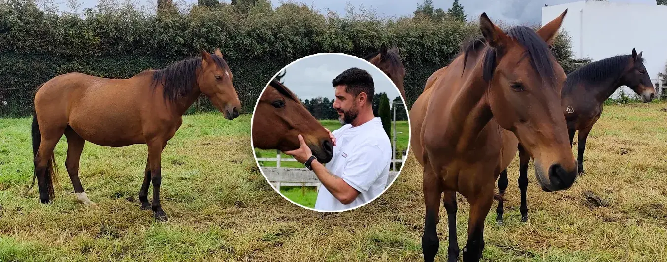 Medicina veterinaria al servicio de los caballos