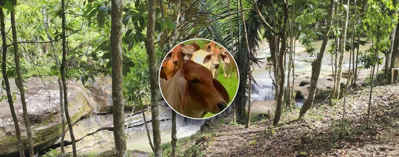 La Corcovada, es un predio en el que prefirieron vivir de la ganadería y no de la coca