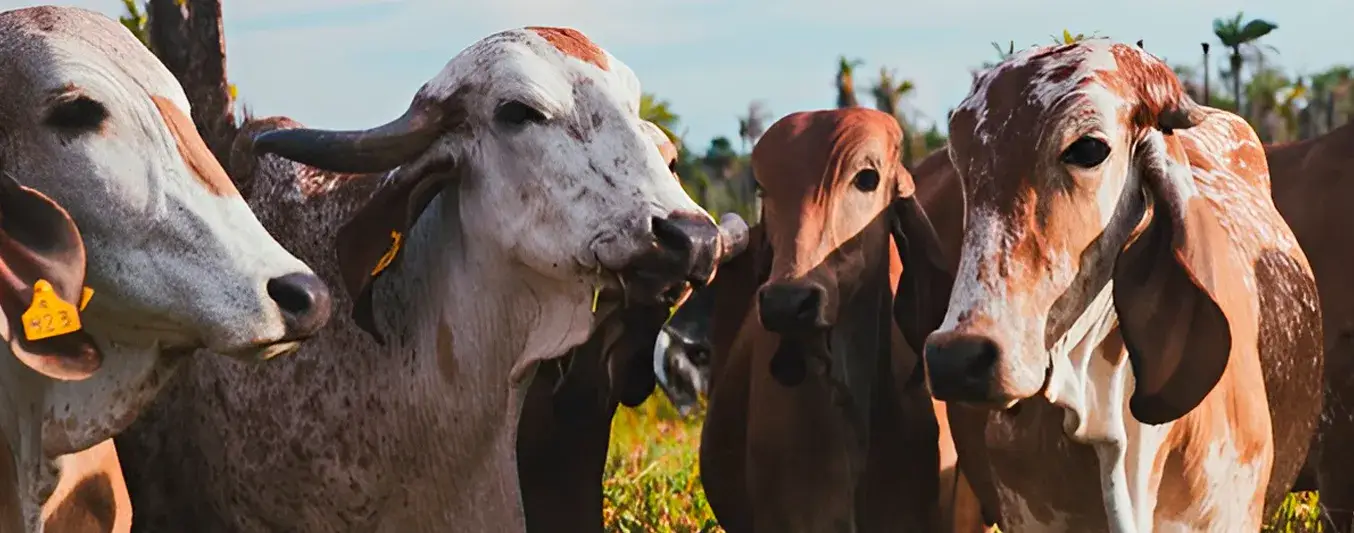 Ganaderia J25 fertirriego y sostenibilidad en los llanos orientales