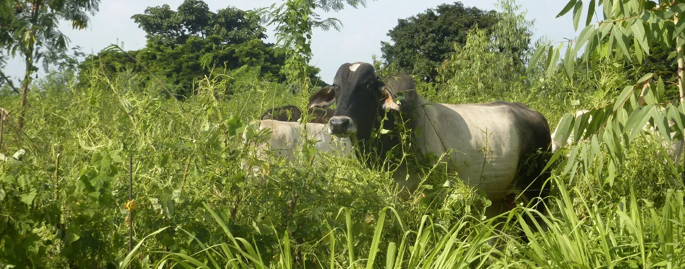 Acompañamiento del tecnigán de Córdoba a fincas que están en proceso del Sello Ambiental Colombiano