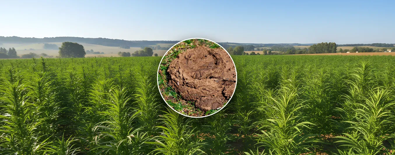 Cáñamo y estiércol: el dúo que salva el suelo y atrapa CO₂