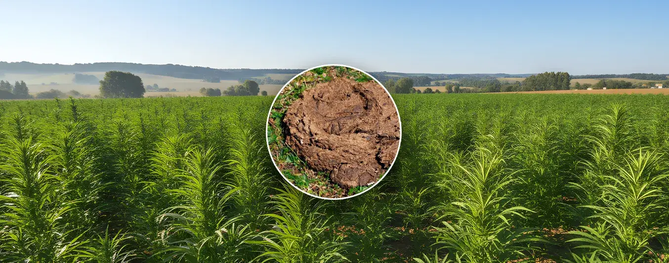 Cáñamo y estiércol: el dúo que salva el suelo y atrapa CO₂